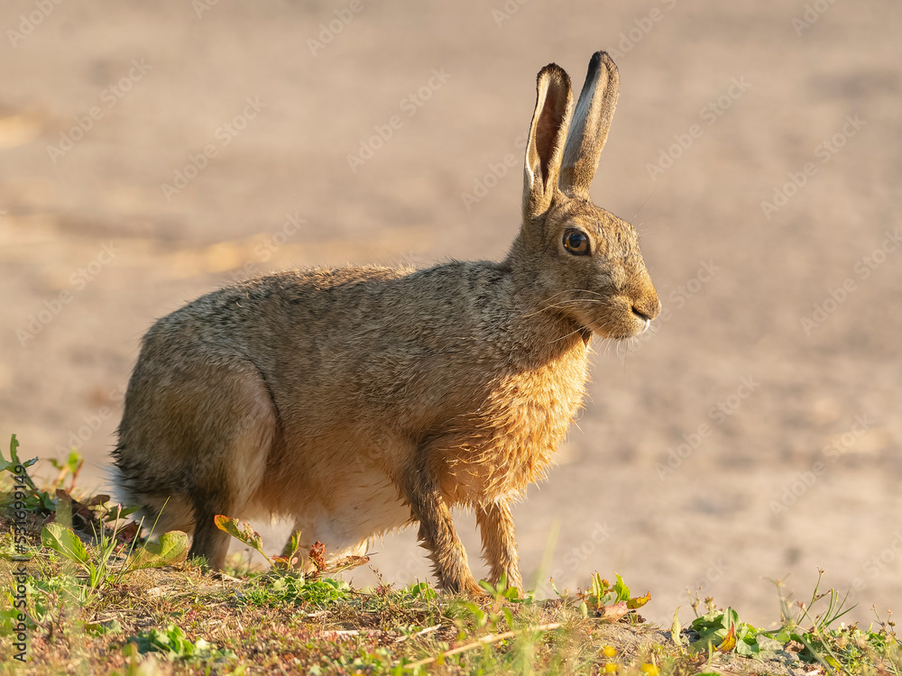 Fototapeta premium Lièvre