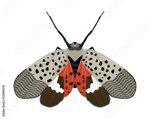 Spotted Lanternfly - Lycorma delicatula fruit fly with open wings
