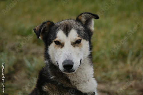 Sled half breed on walk in fall waiting for training. Alaskan husky with white gray muzzle and funny ears. Close up portrait. Smart loyal look of mutt outside.