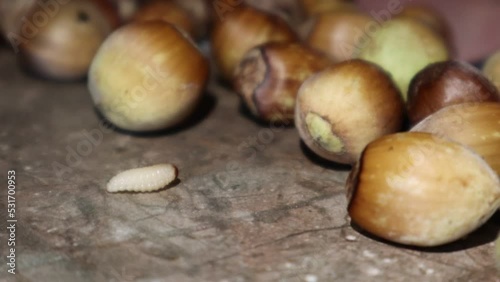 The worm crawled out of the hazelnuts and crawls to the whole nuts to eat them from the inside photo