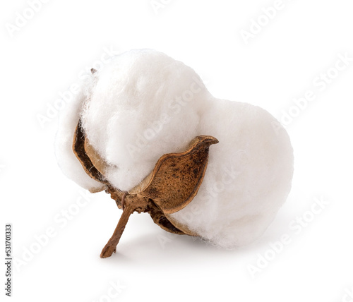 Canvas-taulu Cotton flower on a white background. Cotton boll isolated