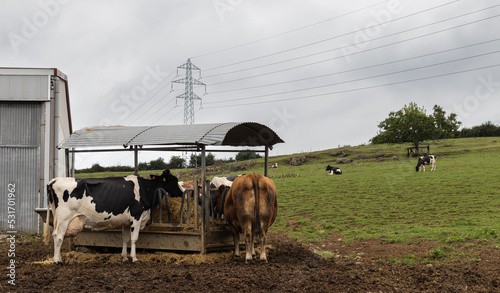 Asturian cows eating straw on the farm