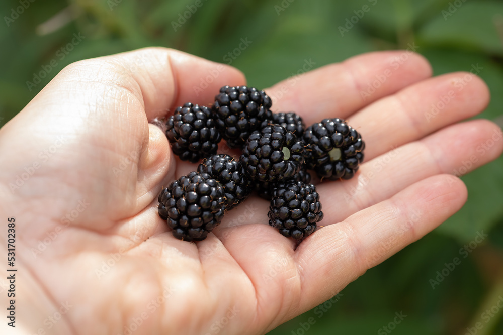 Harvest of organic pure fruits. Blackberry berries on a farmer's palm hands Harvest of organic pure fruits. Blackberry berries on a farmer's palm hands