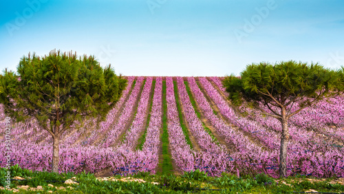 Flowering peach trees in Aitona, Spain. photo