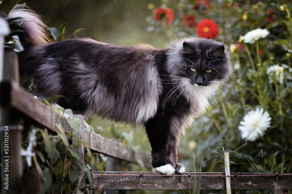 Obraz premium Maine Coon, Main Coon Cat 