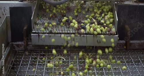 Olives on the Conveyor belt are ready for the preparation of extra virgin olive oil in an oil mill from harvesting to pressing. High-quality 4k footage