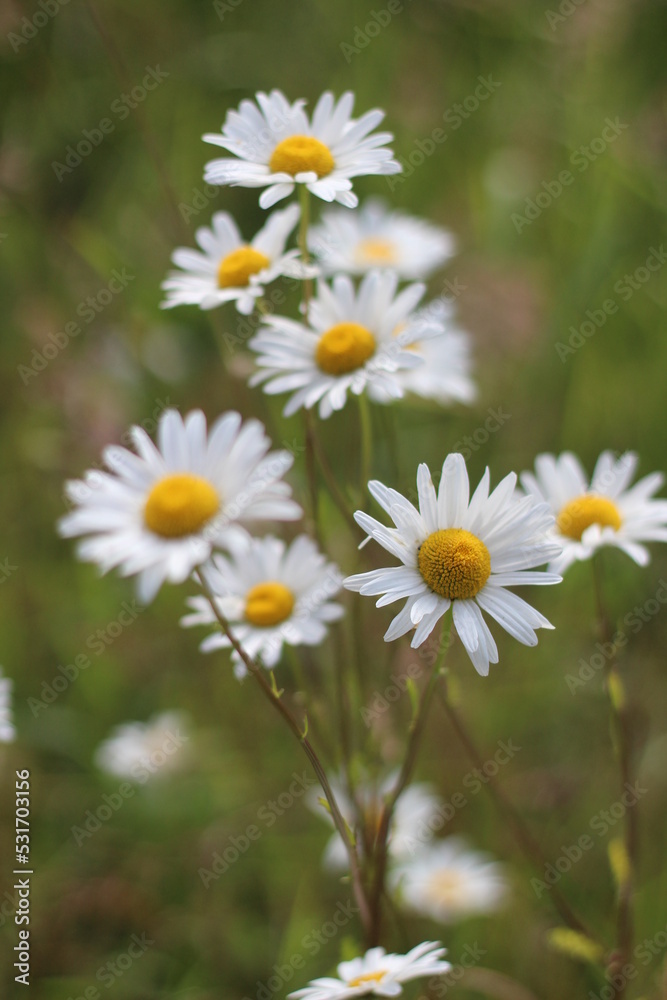 white marguerite daisy in green meadow, meadow blur background, blurred marguerite daisy foreground white marguerite daisy in green meadow, meadow blur background, blurred marguerite daisy foreground