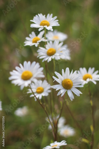 white marguerite daisy in green meadow, meadow blur background, blurred marguerite daisy foreground