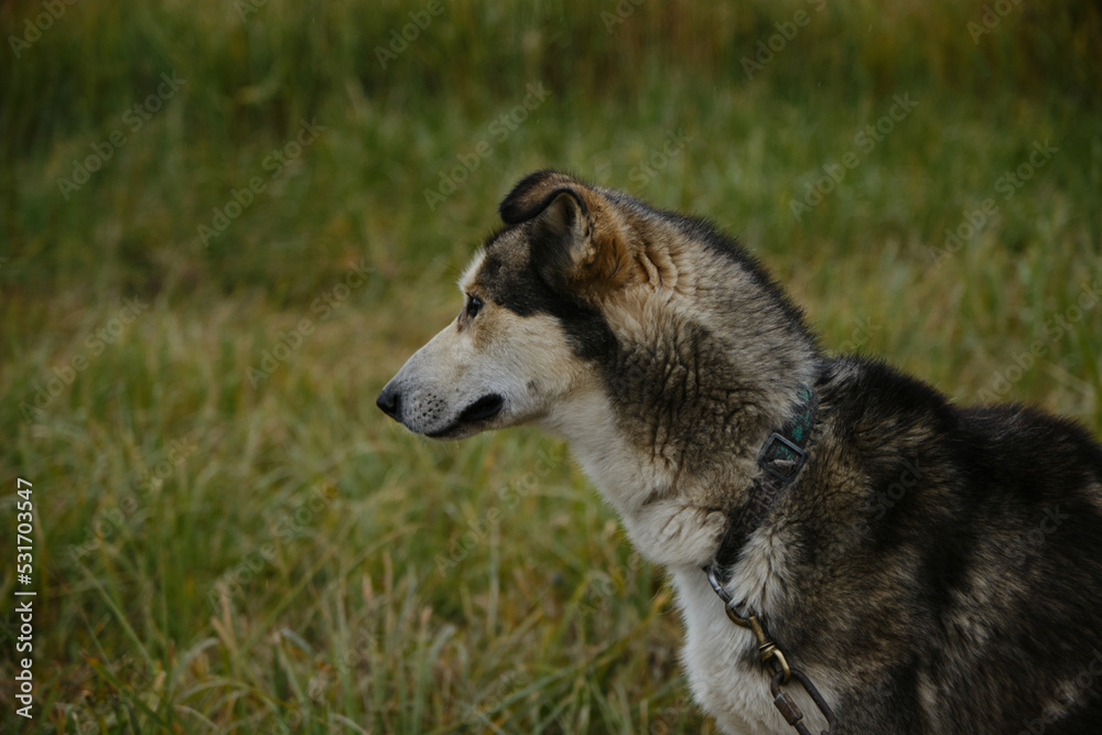 The muzzle of mongrel dog looks attentively into distance. Alaskan husky in field tied to chain before training in fall, portrait in profile. Northern sled mixed breed of dogs.