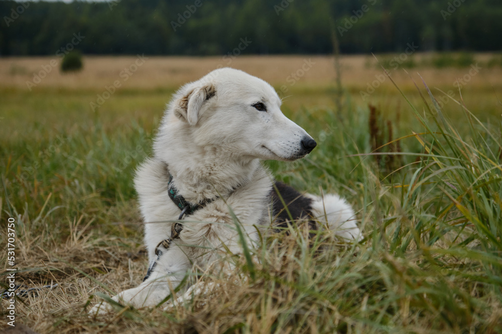 Smart devoted sad look of mutt outside. Riding half breed tied to chain and waiting for training. Alaskan husky with white muzzle and brown eyes lies in grass. Portrait in profile close up.