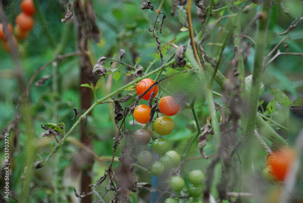 Red cherry tomatoes hang on a branch. Small cherry tomatoes have grown on a tomato bush. Some of the fruits have already ripened and turned red, on some the peel has burst.