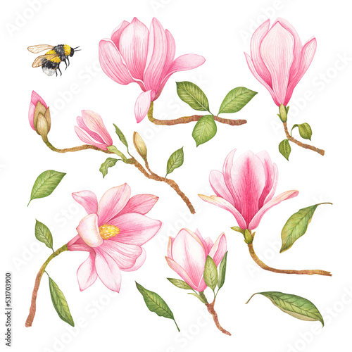 Watercolor illustration of a with flowers pink Magnolias. Hand drawn isolated close up tree floral. Botanical flowers elements for your design.