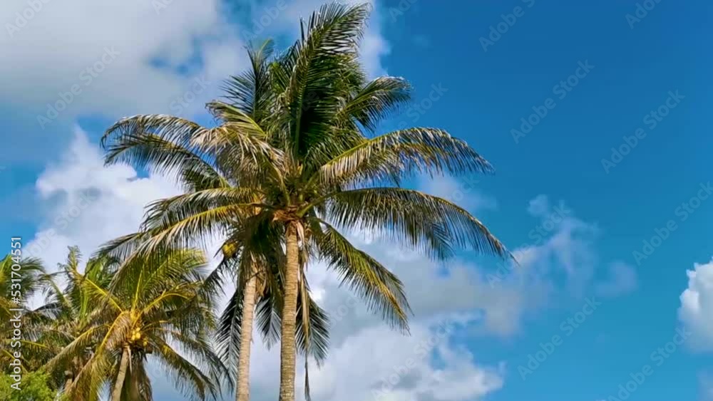 Tropical palm trees coconuts blue sky in Tulum Mexico. Tropical palm trees coconuts blue sky in Tulum Mexico.