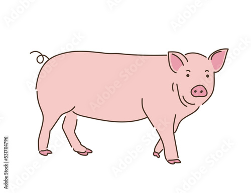 動物　畜産　豚