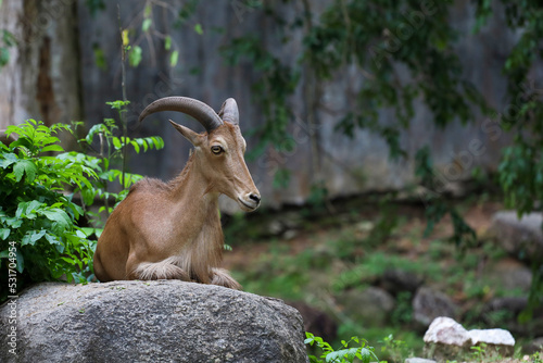 The barbary sheep is mammal and hill animal