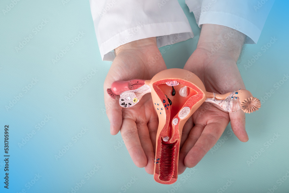 doctor Gynecologist holds model of female reproductive system in the