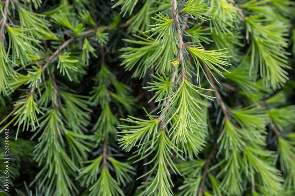 Young bright green needles of Himalayan cedar Cedrus Deodara, Deodar growing on embankment of resort town of Adler. Close-up. Young bright green needles of Himalayan cedar Cedrus Deodara, Deodar growing on embankment of resort town of Adler. Close-up.