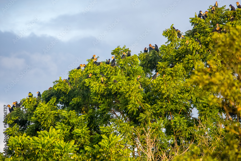 Group of plain-pouched Hornbills setting in tree.