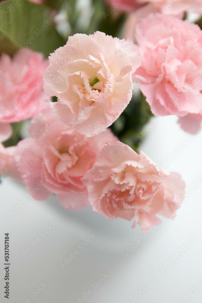 Close up Blooming Pink Mini Carnation on White Background Close up Blooming Pink Mini Carnation on White Background