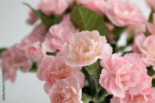 Close up Blooming Pink Mini Carnation on White Background