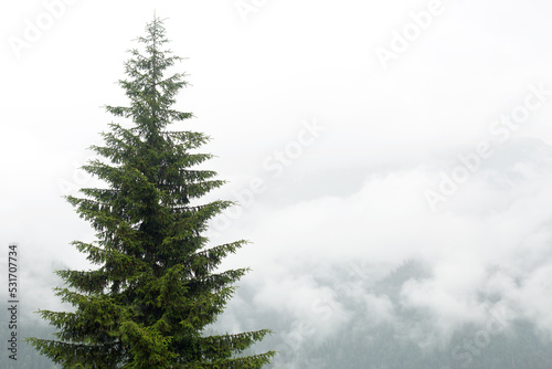 Big spruce against the backdrop of a misty mountain.