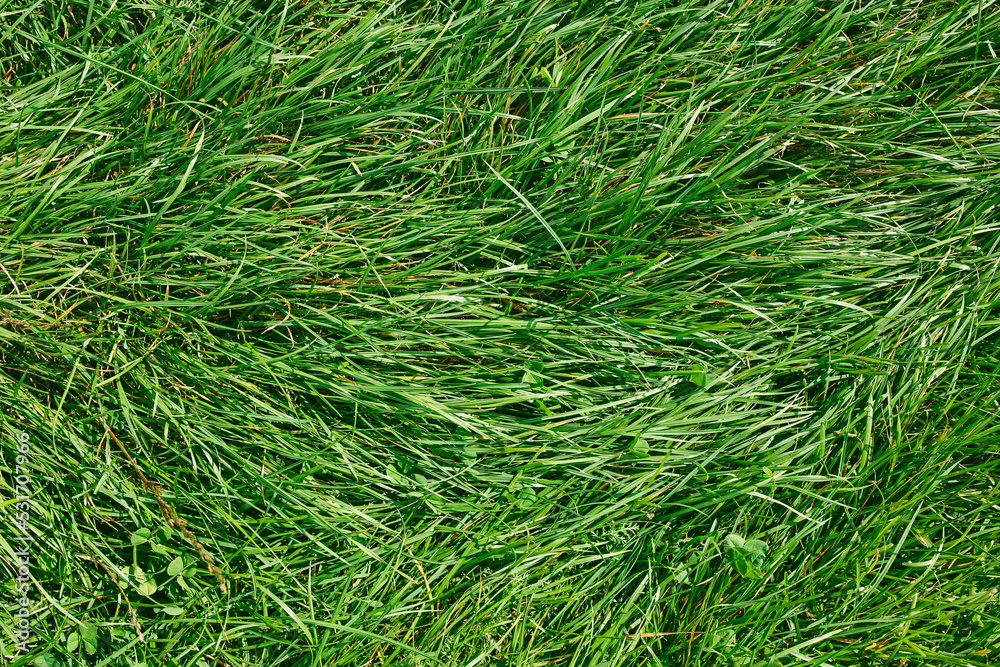 closeup of blades of green grass, rural field top view, nature background