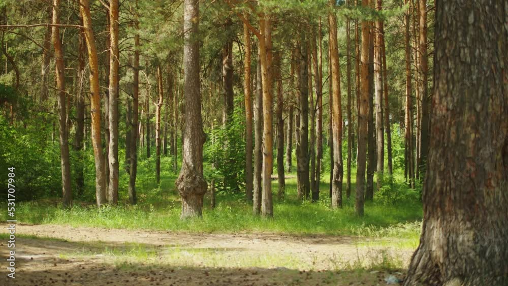 Summer forest, trees and green grass. Beautiful landscape concept, fresh foliage and plants, natural beauty. Summer forest, trees and green grass. Beautiful landscape concept, fresh foliage and plants, natural beauty.