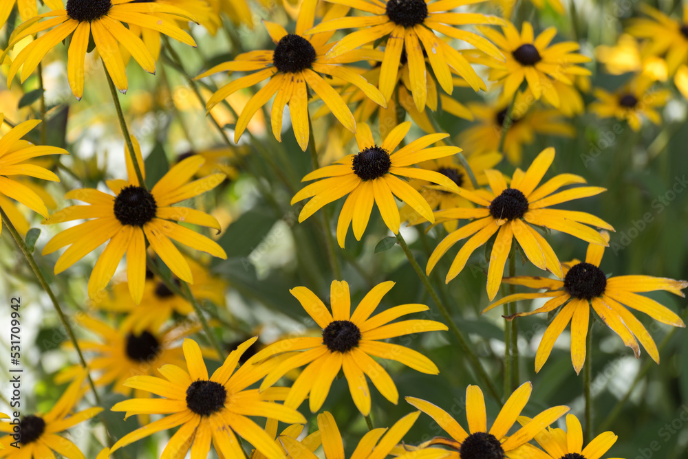A Cluster Of Black-eyed Susans Growing Near The Pond