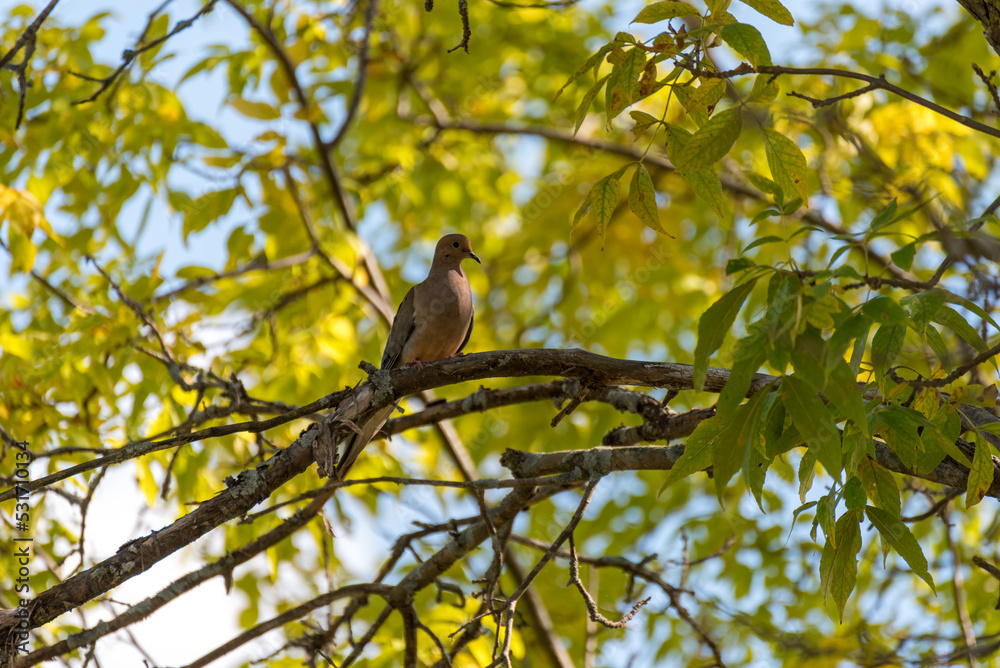 A Mourning Dove Perched In A Tree A Mourning Dove Perched In A Tree