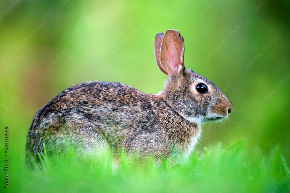 Grey small hare eating grass on summer field. Wild rabbit in nature Grey small hare eating grass on summer field. Wild rabbit in nature