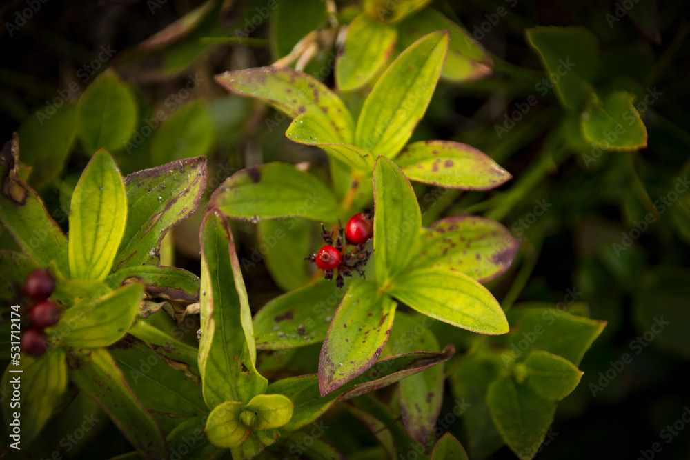 Wild dark red berries on green leaves background Wild dark red berries on green leaves background
