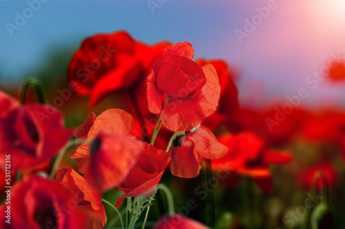 Beautiful fresh colored poppies on field