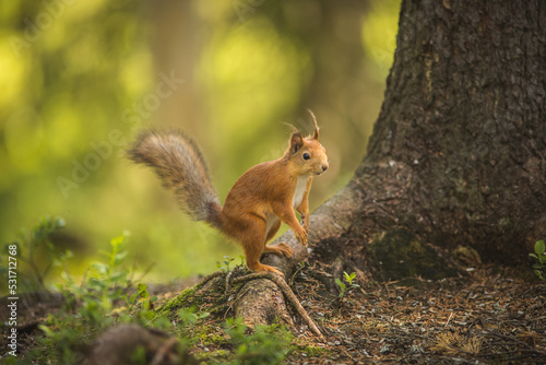 Eichhörnchen im Wald