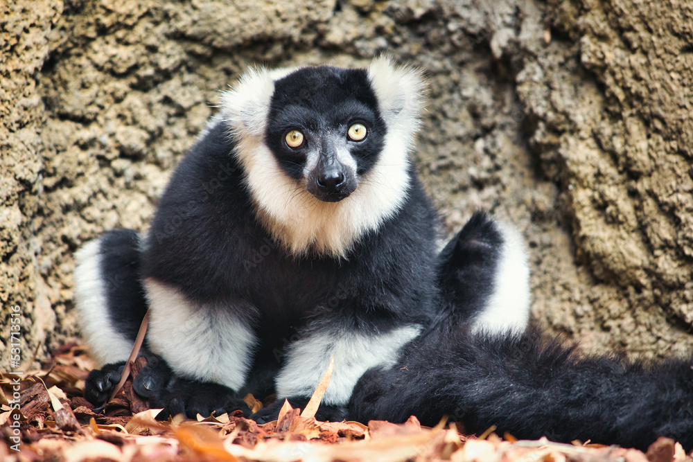 Portrait of a single Madagascan black and white ruffed lemur