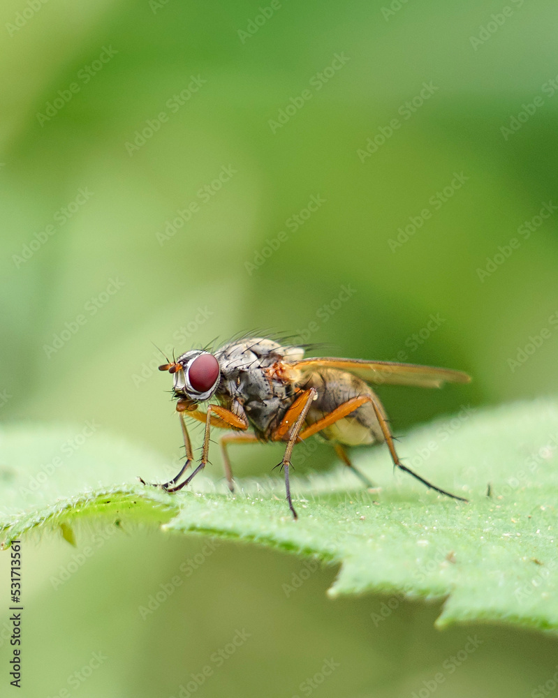 Fly Poses in Stunning Macro on Leaf with Bokeh Background Fly Poses in Stunning Macro on Leaf with Bokeh Background