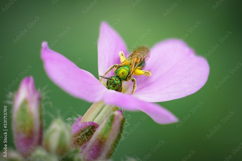 Green Metallic Sweat Bee Pollinates Garden Flower