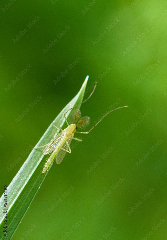 Macro Mosquito Rests on Blade of Grass with Soft Green Background Blur