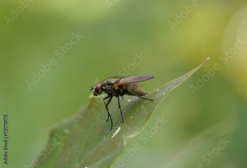 Fly Poses in Stunning Macro on Leaf with Bokeh Background
