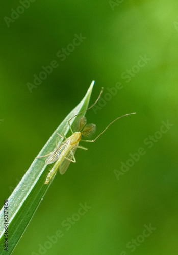 Macro Mosquito Rests on Blade of Grass with Soft Green Background Blur © Christine Grindle