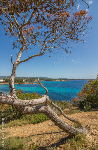 Beautiful seascape of the Mediterranean Sea with colorful pine tree and the rocky coast of Ibiza island near Santa Eulalia del Rio, Spain