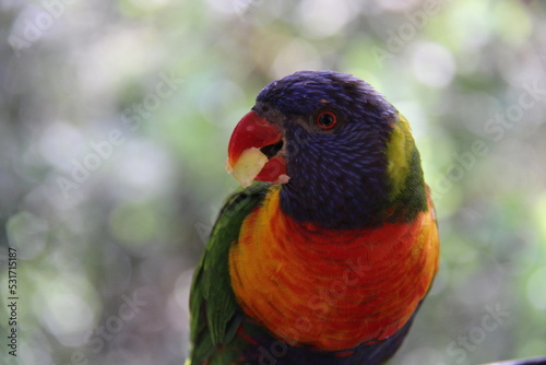 Parrot of many colors