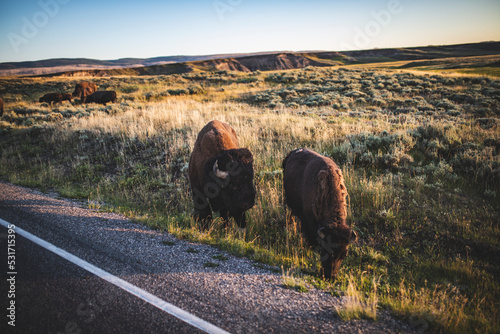 yellowstone bisons