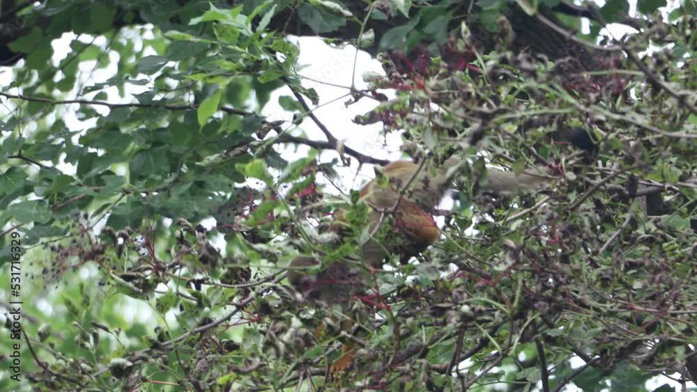 A Common squirrel monkeys (Saimiri sciureus) on a tree A Common squirrel monkeys (Saimiri sciureus) on a tree