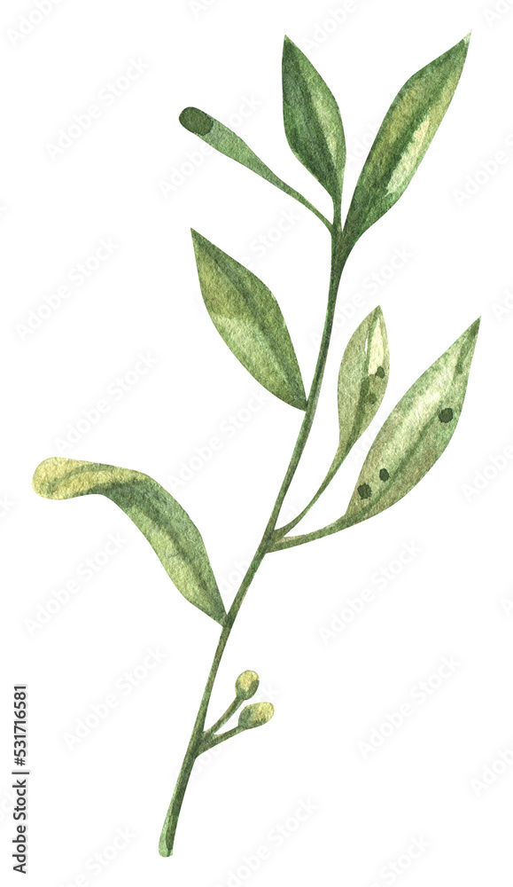 Watercolor illustration of a green branch with leaves in PNG format