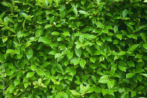 Wallpaper Mural Beautiful green leaf pattern background wall (Ficus annulata) and natural background wall. Suitable for use in fair design. Natural background and text copy space Torontodigital.ca
