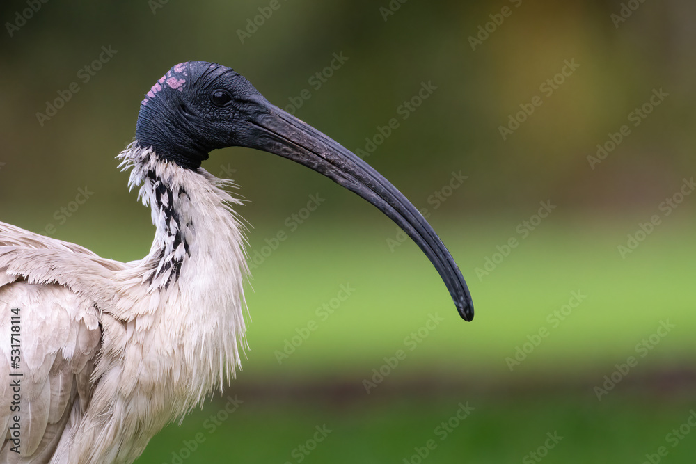 Australian white ibis (Threskiornis molucca) closeup portrait, Sydney, Australia