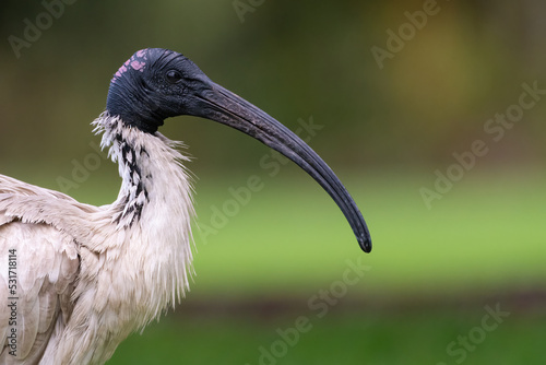 Tableau sur toile Australian white ibis (Threskiornis molucca) closeup portrait, Sydney, Australia