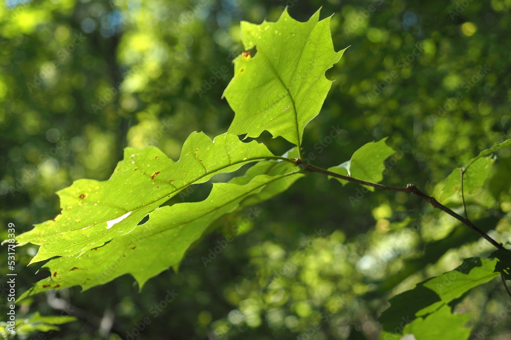 The bright green leaves have the sun shining on the bottom of the leaves. The bright green leaves have the sun shining on the bottom of the leaves.