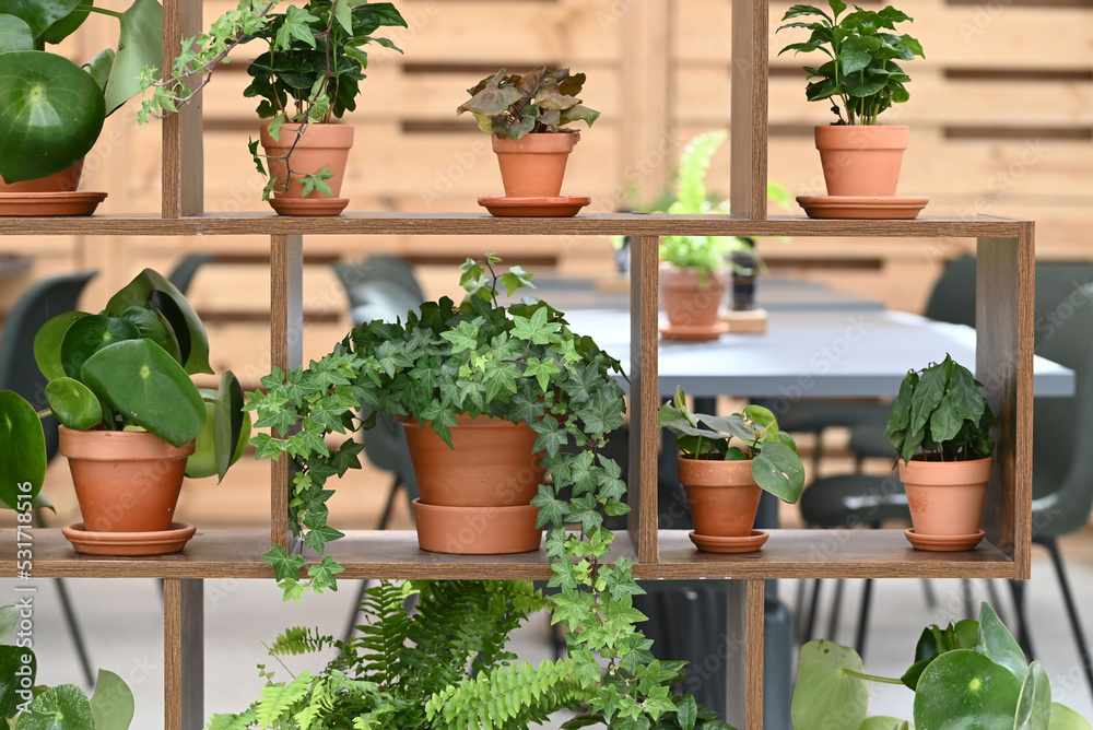 Green plants in pots decorated in a rack.