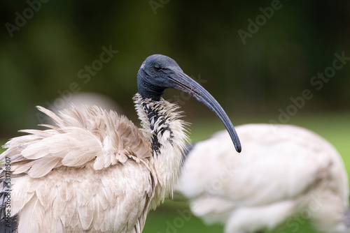 Australian white ibis (Threskiornis molucca) in a Sydney park photo